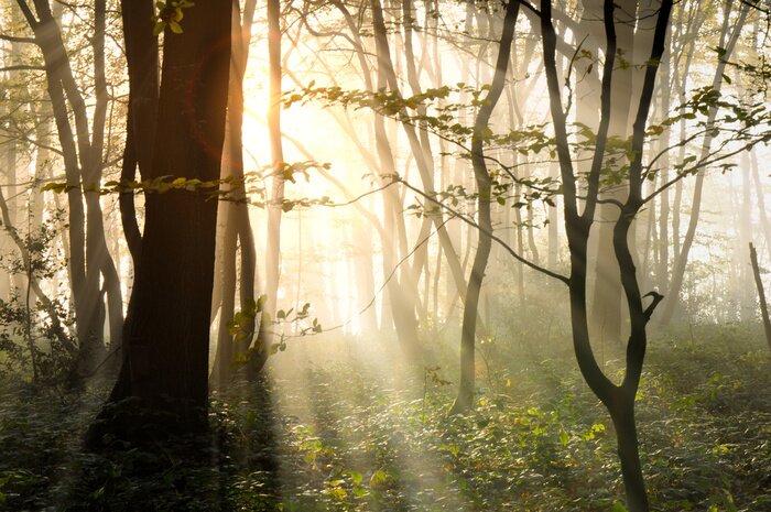 Tableau  Arbres sombres dans le brouillard