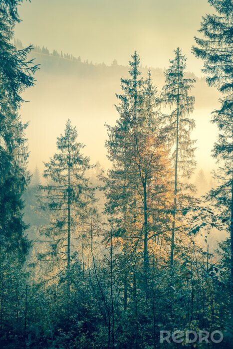 Tableau  Arbres verts dans la brume