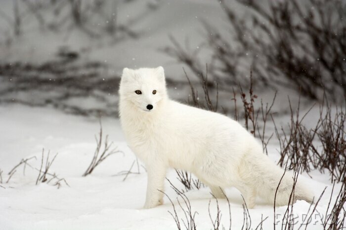 Tableau  Arctic Fox