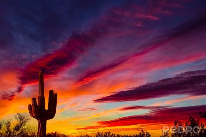 Tableau  Arizona, désert, paysage, Siguaro, cactus, silohouette