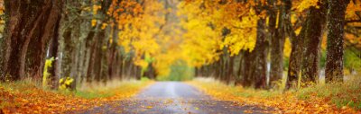 Tableau  asphalt road with beautiful trees in autumn