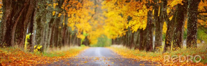Tableau  asphalt road with beautiful trees in autumn