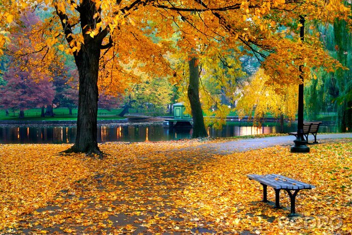 Tableau  automne à Boston jardin public