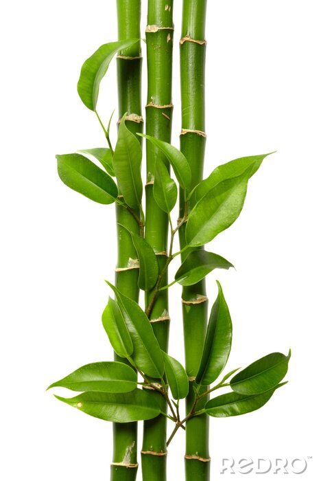 Tableau  Bamboo