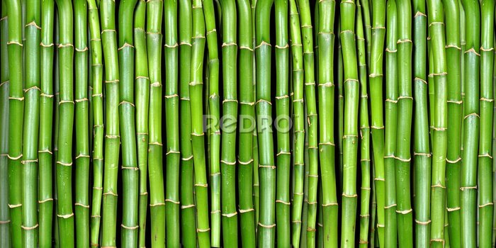 Tableau  Bamboo