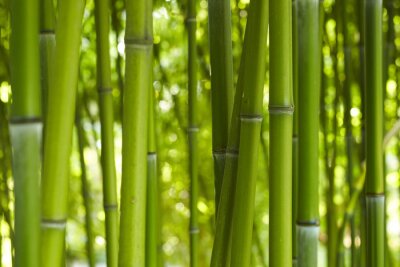 Bamboo Bamboo 06