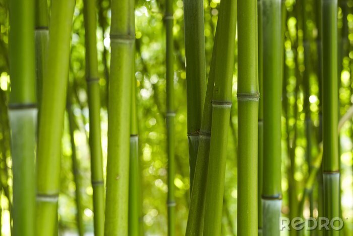 Tableau  Bamboo Bamboo 06
