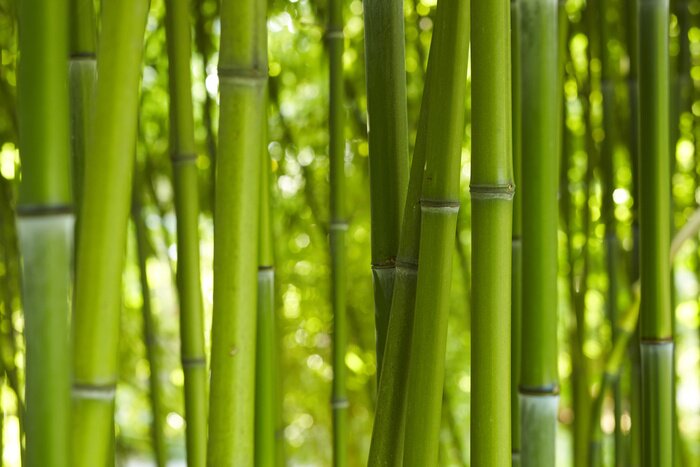 Tableau  Bamboo Bamboo 06