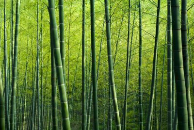 Tableau  Bamboo Forest