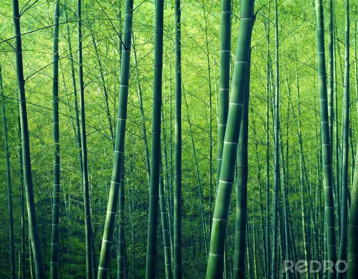 Tableau  Bamboo Forest Trees Nature Concept
