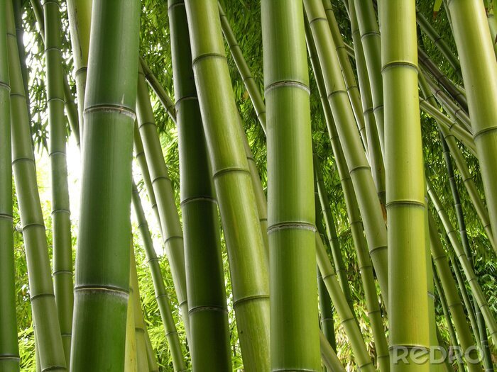 Tableau  Bamboo Jungle