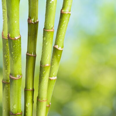Bambou éclaboussé d'eau