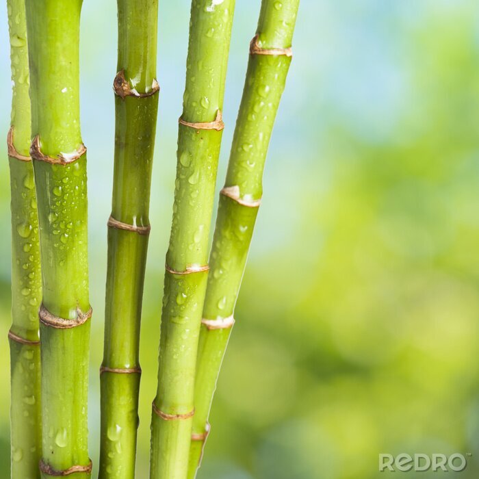Tableau  Bambou éclaboussé d'eau