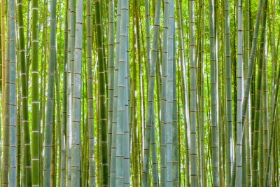 Tableau  bambou fond dans la nature au jour