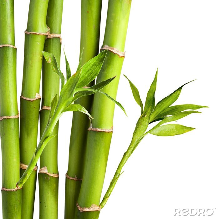 Tableau  Bambous et feuilles sur fond blanc