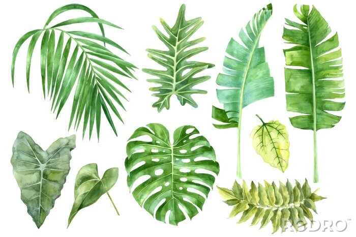 Tableau  Banane verte, monstera et feuilles de palmier dans une édition aquarelle