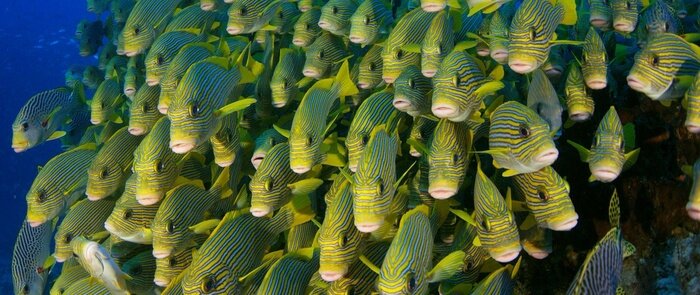 Tableau  Banc de poissons en Indonésie