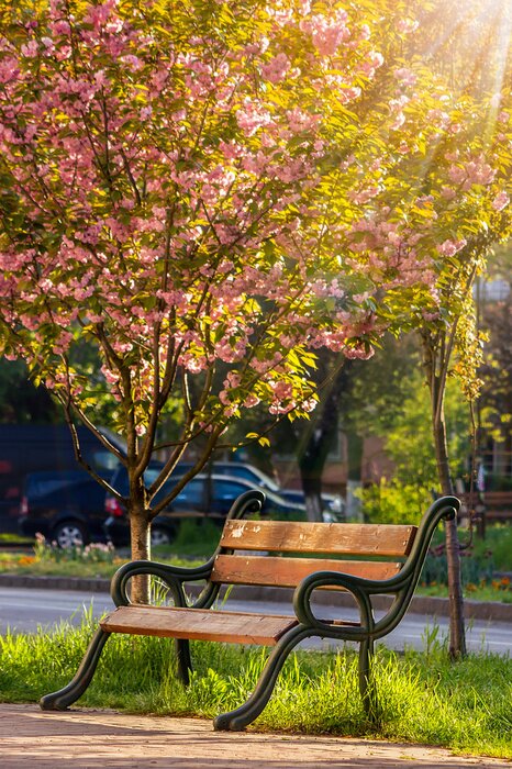 Tableau  Banc et rayons de soleil
