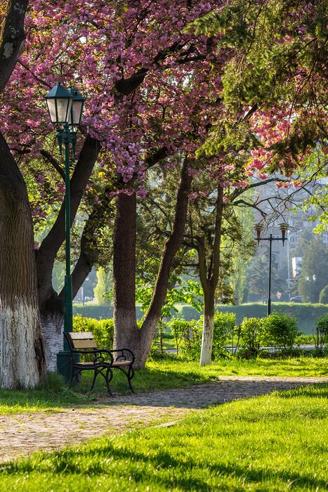 Tableau  Banc sous les arbres