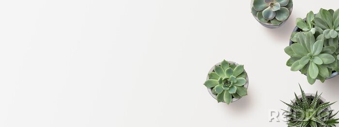 Tableau  bannière moderne minimaliste ou en-tête avec des plantes succulentes sur une surface blanche avec beaucoup de fond pour votre texte - vue de dessus / à plat