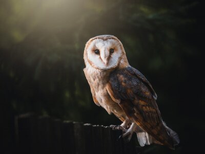 Barn owl (Tyto alba) sitting on wooden fence. Dark background. Barn owl portrait. Owl sitting on fence.