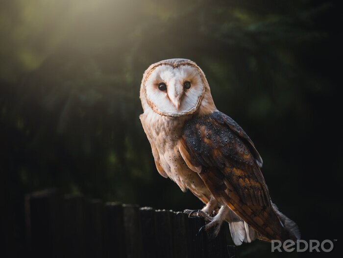 Tableau  Barn owl (Tyto alba) sitting on wooden fence. Dark background. Barn owl portrait. Owl sitting on fence.
