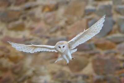 Barn owl, Tyto alba, with nice wings flying above stone wall, light bird landing in the old castle, animal in the urban habitat, France. White owl fly in the habitat. Wildlife scene from nature.