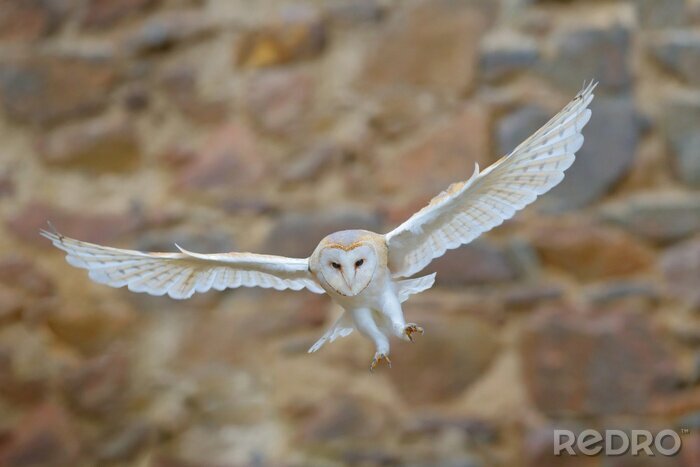 Tableau  Barn owl, Tyto alba, with nice wings flying above stone wall, light bird landing in the old castle, animal in the urban habitat, France. White owl fly in the habitat. Wildlife scene from nature.