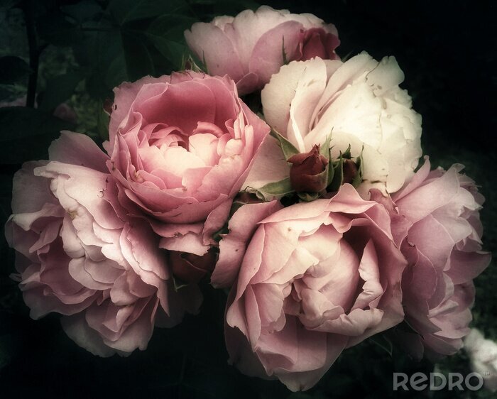 Tableau  Beau bouquet de roses roses, fleurs sur fond sombre, filtre vintage doux et romantique, ressemblant à une vieille peinture