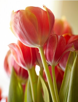 Tableau  Beau bouquet de tulipes rouges