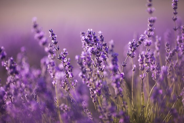 Tableau  Beau champ de lavande au coucher du soleil