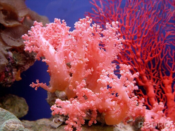 Tableau  beau corail