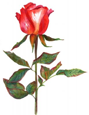 Tableau  Beau dessin avec une rose