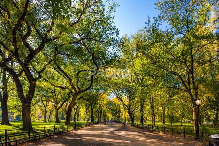 Tableau  Beau parc dans la belle ville .. Central Park. Le centre commercial à Central Park à l'automne., New York City, Etats-Unis