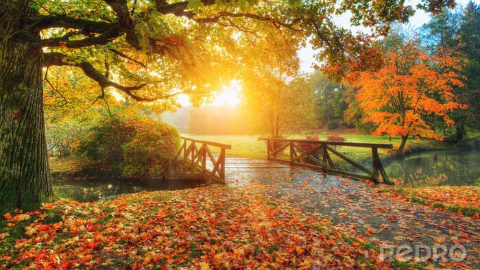 Tableau  Beau paysage de l'automne dans le parc.