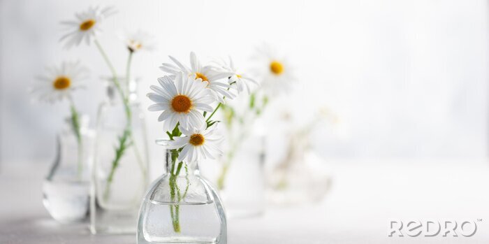Tableau  Beautiful daisy flowers in glass vases on light background. Floral composition in home interior.