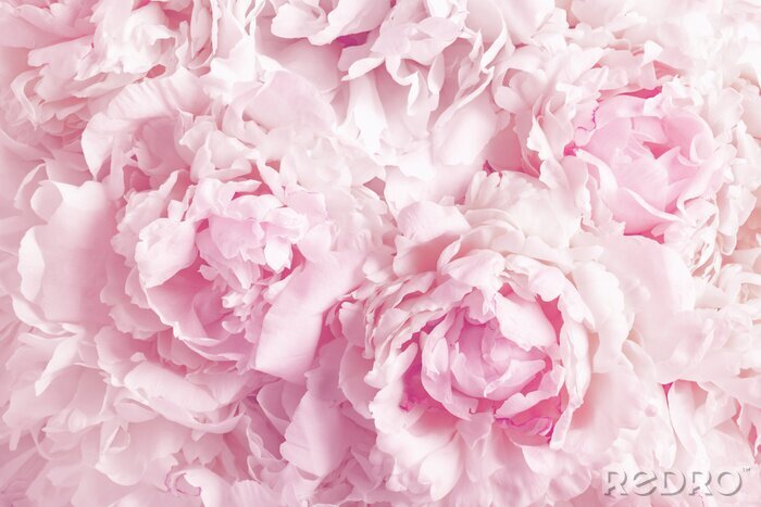 Tableau  Beautiful floral background from pink peonies. Tender flowers petals in vintage toned.