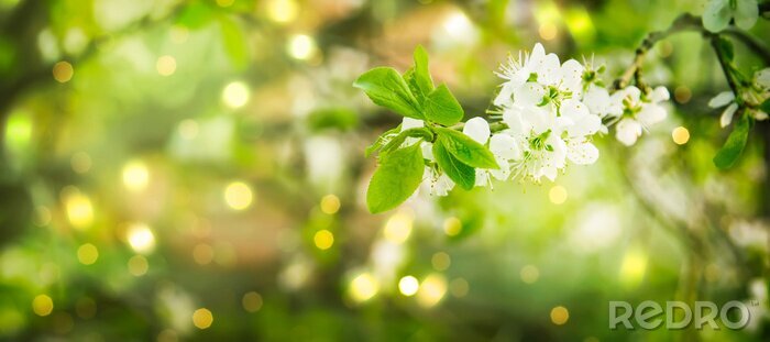 Tableau  Beautiful floral spring abstract background of nature. Branches of blossoming cherry with soft focus on gentle light green background. Greeting cards with copy space