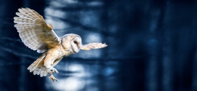 Beautiful flying barn owl bird in dark forest wide banner or panorama photo