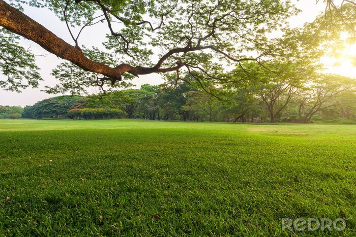 Tableau  Beautiful landscape in park with tree and green grass field at morning.