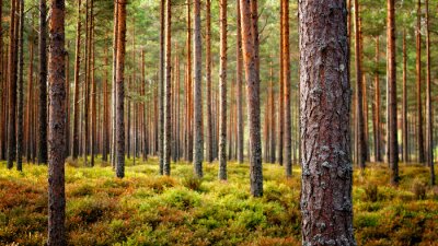 Tableau  Beautiful Latvian forest landscape in autumn colors.  Amazing sea side Pine tree forests with fresh and soft moss ground.