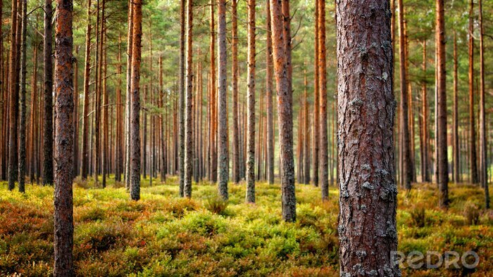 Tableau  Beautiful Latvian forest landscape in autumn colors.  Amazing sea side Pine tree forests with fresh and soft moss ground.