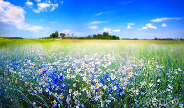 Tableau  Beautiful pastoral natural spring summer landscape with daisies and blue bells in field against blue sky with white clouds on sunny day. Chamomile in meadow in nature, panoramic view.