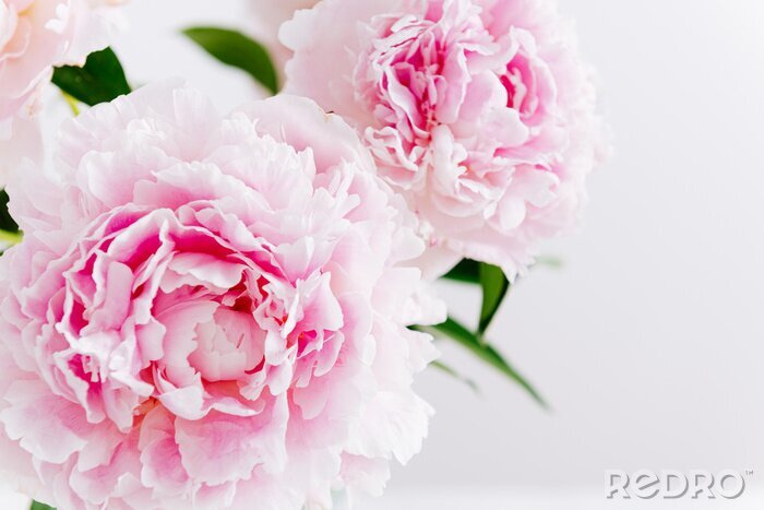 Tableau  Beautiful pink peony bouquet on white background. Spring background, romantic present. Close up. Poster, greeting card, floral background concept