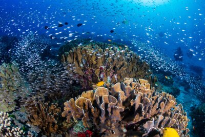Tableau  Beautiful tropical coral reef at Thailand's Similan Islands in the Andaman Sea