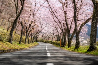 Tableau  Beautiful view of Cherry blossom tunnel during spring season in April along both sides of the prefectural highway in Shizuoka prefecture, Japan.