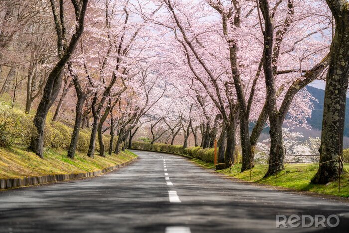 Tableau  Beautiful view of Cherry blossom tunnel during spring season in April along both sides of the prefectural highway in Shizuoka prefecture, Japan.