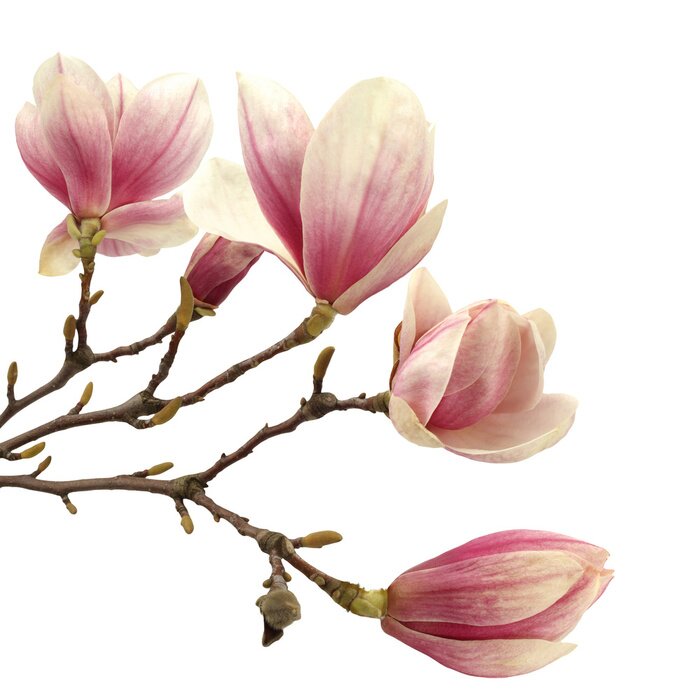 Tableau  Beaux magnolias