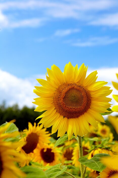 Tableau  Beaux tournesols dans le champ