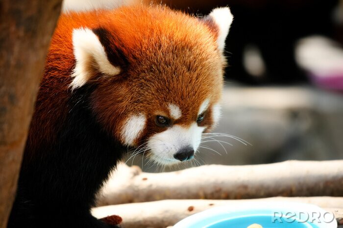 Tableau  Bébé panda roux